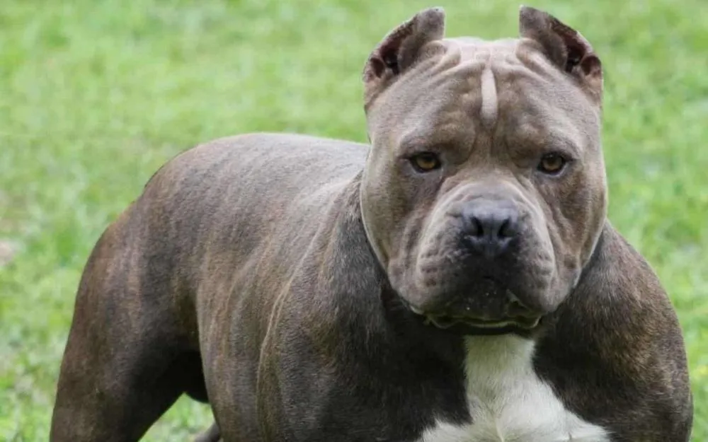 Bahia: Bebê de 1 ano morre após ataque de pitbull na zona rural