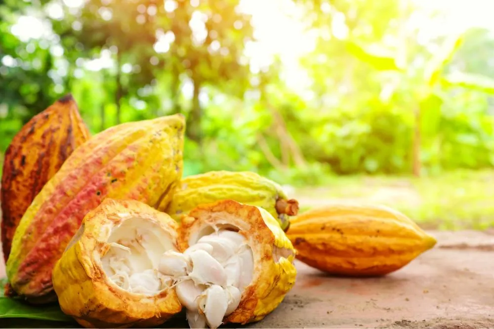 Governo Federal determina suspensão imediata de cacau da Costa do Marfim