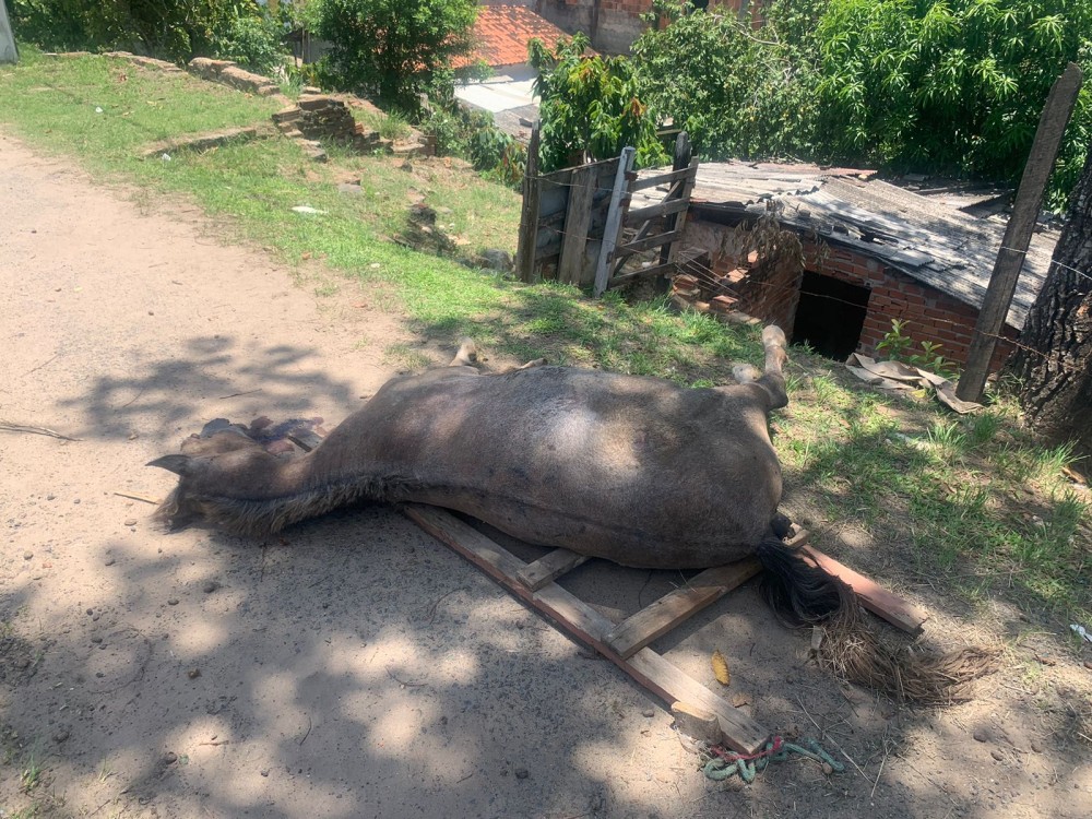  Cavalo é encontrado morto em Camamuzinho às margens da BR-330; animal teria sido deixado no local