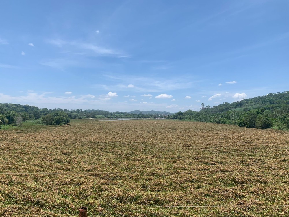 Baronesas se acumulam em ponte que dá acesso a Gongogi
