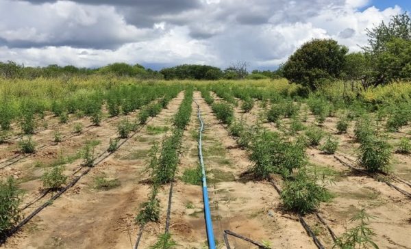 Cerca de 70 mil pés de maconha são encontrados na Bahia