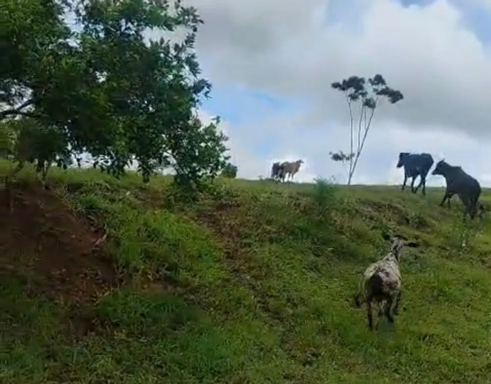 Polícia Civil recupera gados furtados em fazenda na zona rural de Itagibá