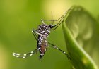 Brasil perdeu o timing para erradicar Aedes, diz infectologista