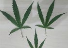 Polícia flagra mulher cultivando planta de maconha em casa em Porto Alegre do Norte (MT)