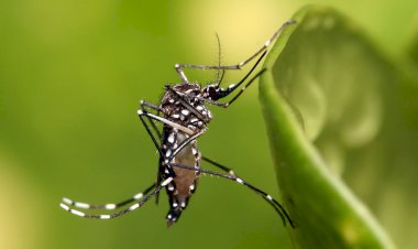 Brasil perdeu o timing para erradicar Aedes, diz infectologista