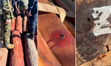 Carga de madeira que escondia cocaína liquida na fronteira de MT pode ser a maior apreensão do país