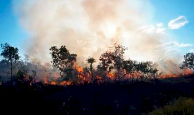 TJ solta grileiro que invadiu fazenda e colocou fogo em MT