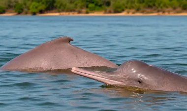 Família fisga boto raro que só existe no Brasil durante pescaria no Rio Araguaia